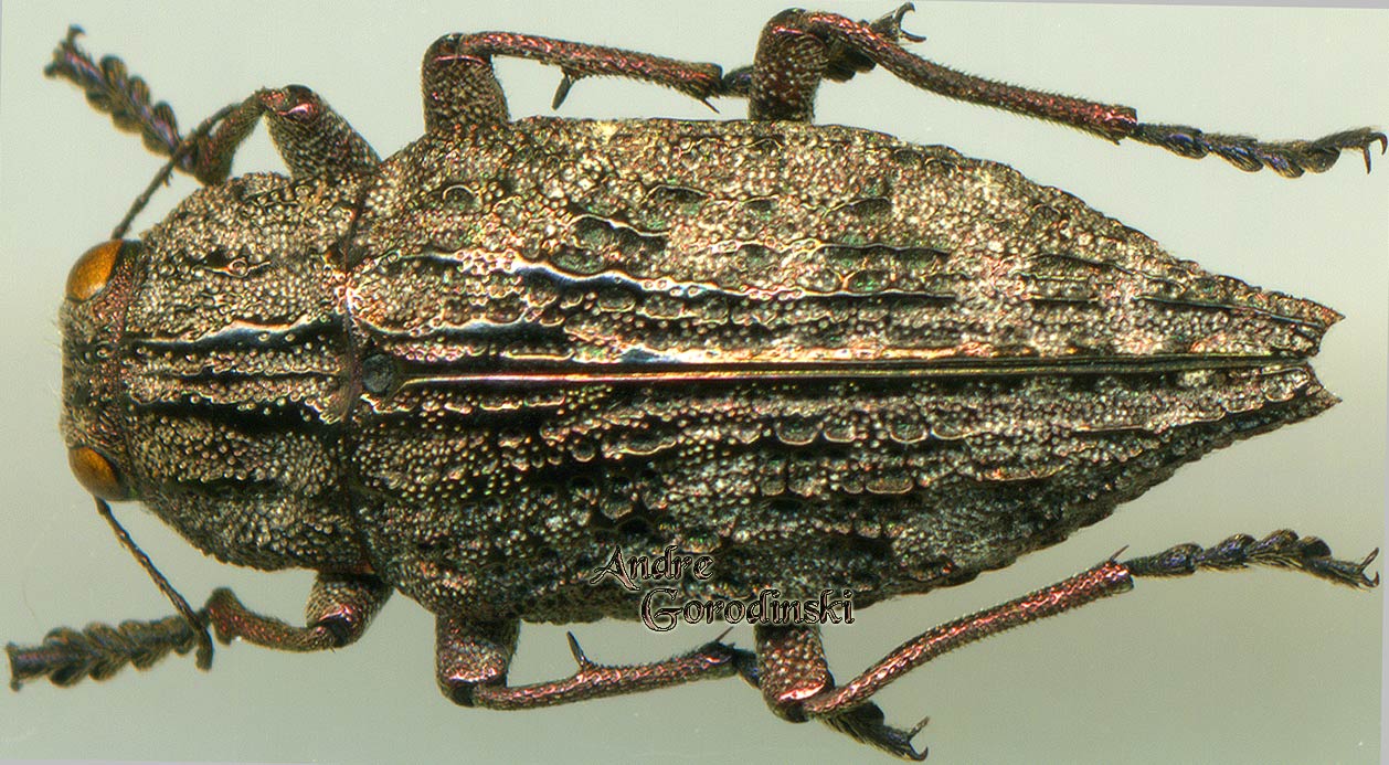 http://www.gorodinski.ru/buprestidae/Dicerca corrugata.jpg